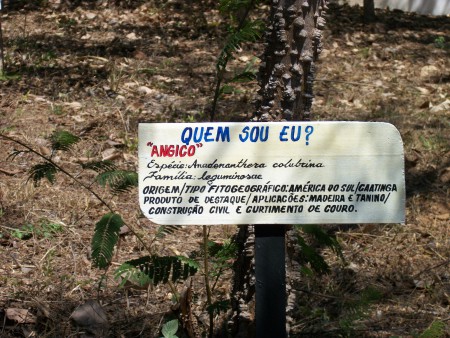 Anadenanthera colubrina II